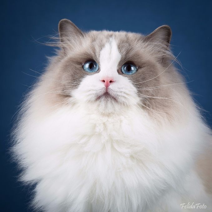 Grand Internasjonal Champion PL*Avocado Blue Candy Boy.