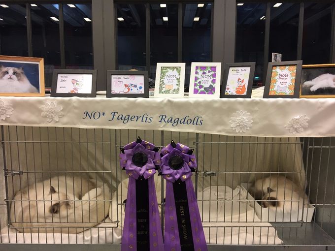 NO*Fagerlis Arete became BIS class 11 both days in show july 2017 in Trondheim, Norway, and on saturday she also became BOB. We are so excited and happy :) 