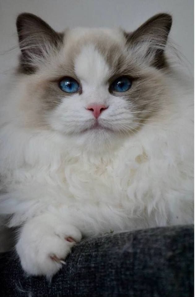 IC NO*Fagerlis Brooklyn Junior Winner. <3 He lives with his new owners Stephan and Jessica in The Netherlands.