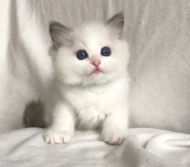 Arete og Blue Candy Boy ble foreldre den 17 sept-18. <3 
https://pawpeds.com/db/?  a=p&ids=3:1280413;2:1343122&g=4&p=rag&o=ajgrep
NO*Fagerlis Prosecco. Not available