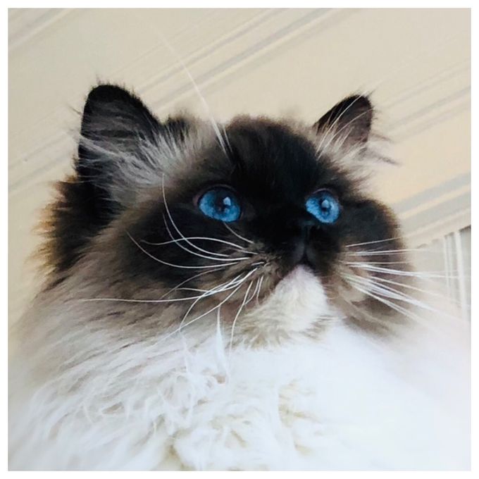 Pl*Ragissa Bella Junior Winner
