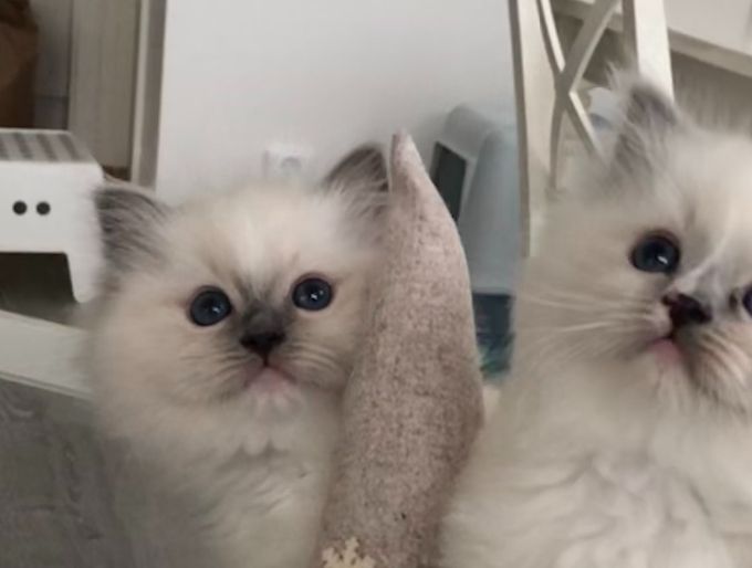 Litter born 28 of Oct 2021. IC NO*Fagerlis Arete JW and S*Asterions Quicksilver. No kittens available.
